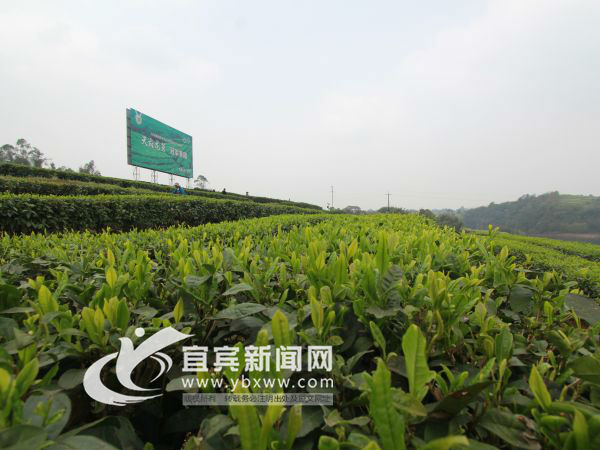川茶集团茶园基地（资料图）