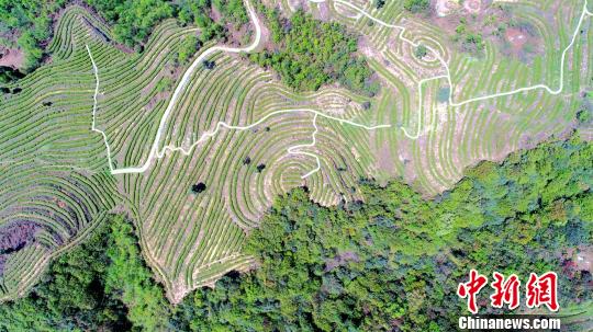 航拍高山生态有机茶园。　张晓勇 摄